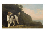 A Foxhound  C1760 (Oil on Paper Laid on Board)