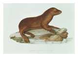 A Baby Australian Sealion (Neophoca Cinerea)