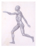 The Human Figure  Lateral View