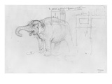 Album of the Siege of Paris  Elephant (Pen and Brown Ink Wash and Pencil on Paper)