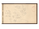 Mediterranean Vegetation  C1884 (Pencil on Paper)