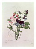Sweet Peas (Lathyrus Odoratur) from 'Choix Des Plus Belles Fleurs'  1827-33
