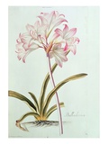 Lily: Lilium Belladonna  (Pl12) from Trew's Hortus Nitidissumus 1  1750
