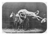Jumping over Three HorsesChestnut Horse Hornet