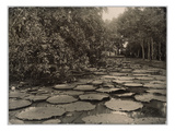 Waterlilies in the Garden of Buitenzorg  Java (Gelatin Silver Contact Print)