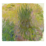 Waterlilies (Oil on Canvas) (See also Detail 382330)