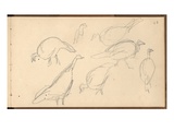 Turkeys (Pencil on Paper)