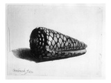 The Shell (Conus Marmoreus) 1650 (Etching)