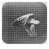 Cockatoo in Flight