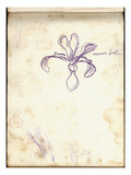 Iris (Purple Pencil on Paper)