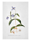 Clematis: Integrafolia