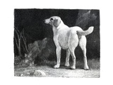 Dog  1788 (Engraving)