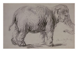 An Elephant  1637 (Charcoal on Paper)