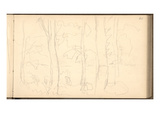 Screen of Trees (Pencil on Paper)