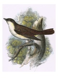 Nightingale