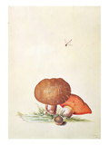 Cep Mushroom with Damsel Dragonfly