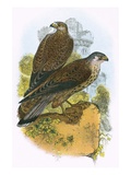 Kestrel