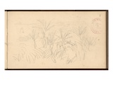 Hut in the Palm Trees at the Moreno Garden  C1884 (Pencil on Paper)
