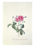 Rose: Dutch Hundred-Leaved Rose