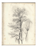 Study of a Pine (Pencil on Paper)