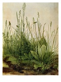 Great Piece of Turf - Study of Weeds  1503 (W/C and Bodycolour on Vellum)
