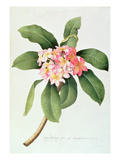 Plumeria