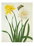 Narcissi and Butterfly (W/C and Gouache with Gold over Pencil on Vellum)