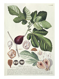 Ficus (Fig) (Coloured Engraving)
