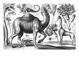 Animalium  Ferarum Et Bestiarum  Engraved by David Loggan  1663 (Engraving)