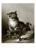 A Catastrophe