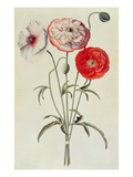Poppies: Corn (Papaver Rhoeas)