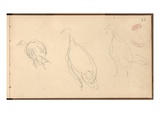 Study of Turkeys (Pencil on Paper)