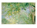 Orange Tree Branches  1889 (Oil on Canvas)