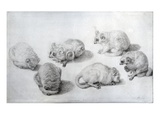 Studies of a Lemur  1773 (Graphite on Paper)