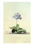 Fille Amoureuse (Blue Auricula)