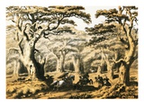 Cedars of Lebanon