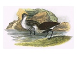 Dunlin