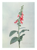 Digitalis Purpurea (Foxglove) (Coloured Engraving)