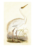 Siberian Crane   from 'A History of the Birds of Europe Not Observed in the British Isles'