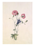 Carnation and Gentian