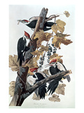Pileated Woodpeckers