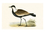 Spur Winged Plover   from 'A History of the Birds of Europe Not Observed in the British Isles'