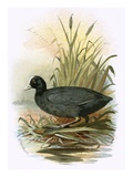 Coot