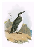 Razorbill