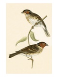 Little Bunting   from 'A History of the Birds of Europe Not Observed in the British Isles'