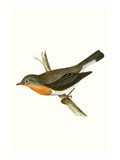 Red Breasted Flycatcher   from 'A History of the Birds of Europe Not Observed in the British Isles'