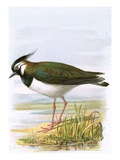 Lapwing