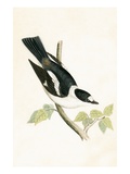 White Collared Flycatcher