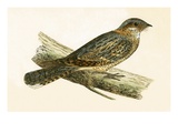 Russet Necked Nightjar   from 'A History of the Birds of Europe Not Observed in the British Isles'
