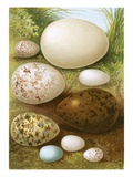 Eggs